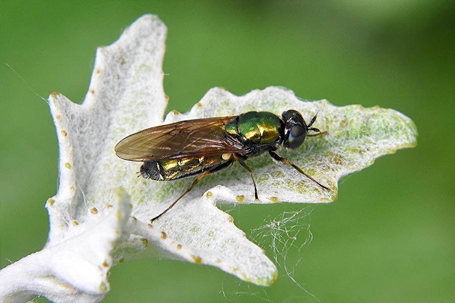 Chloromya formosa?