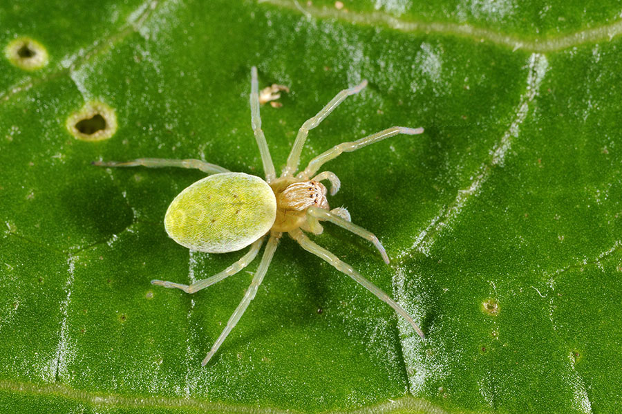 Nigma walckenaeri - Cascina (PI)