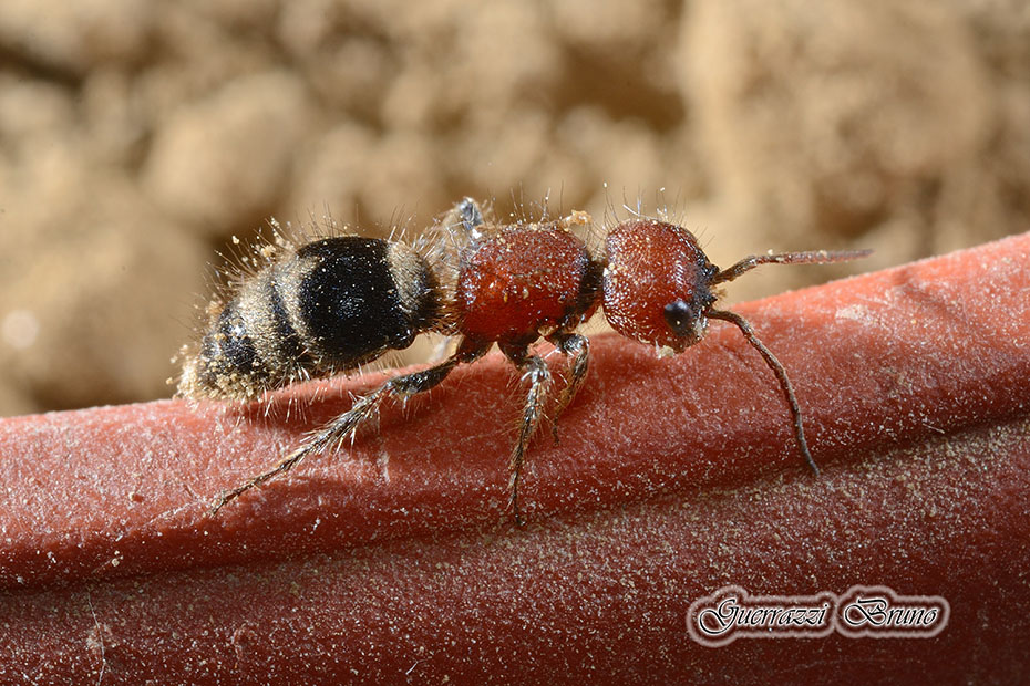 femmina di Myrmilla erythrocephala, Mutillidae