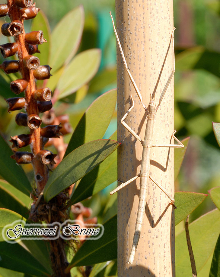 Clonopsis gallica?