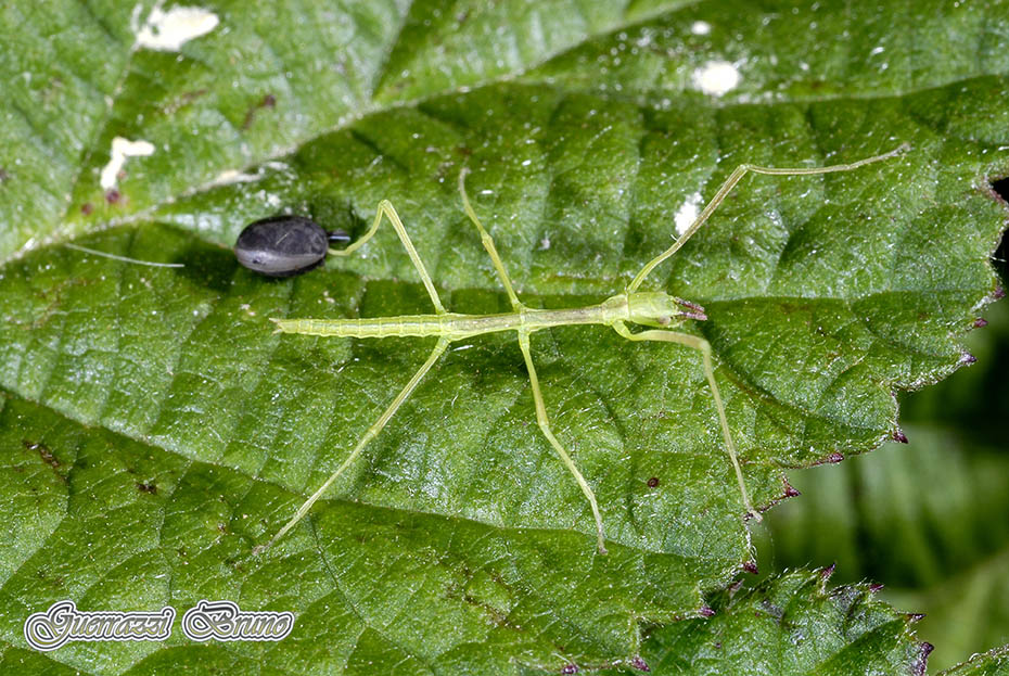 Clonopsis gallica?