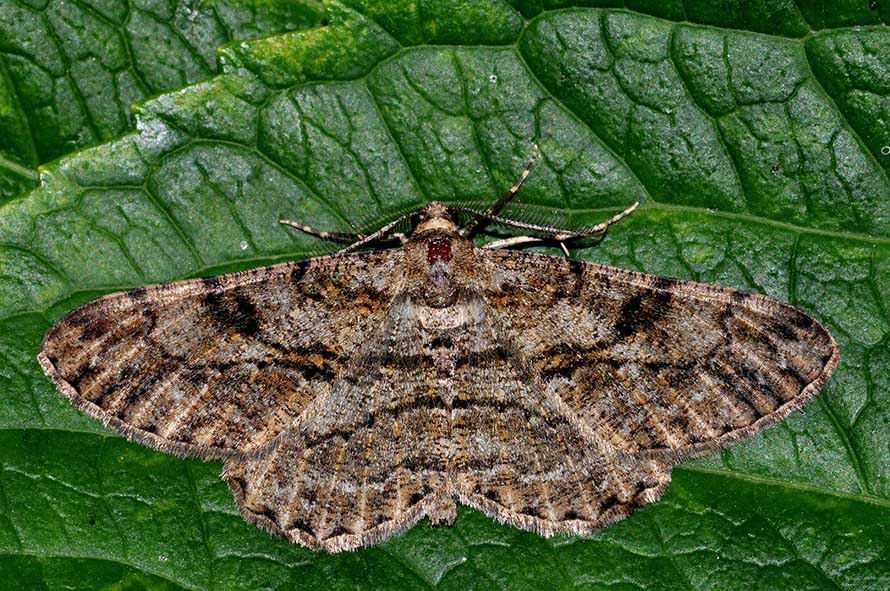 Identificazione falena - Peribatodes rhomboidaria, Geometridae