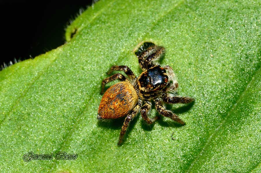 Carrhotus xanthogramma - Cascina (PI)