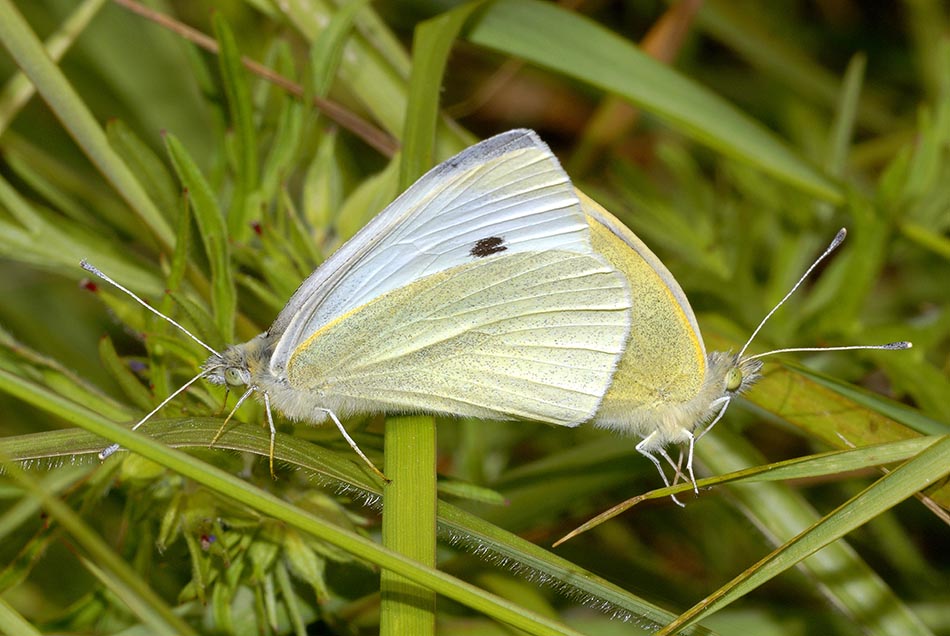 Pieris napi o rapae?