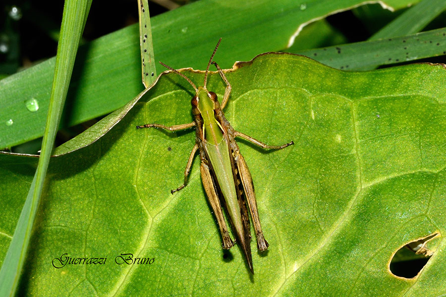 Omocestus rufipes?