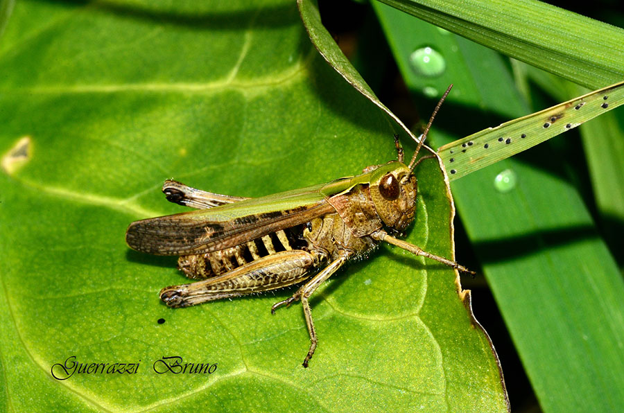 Omocestus rufipes?