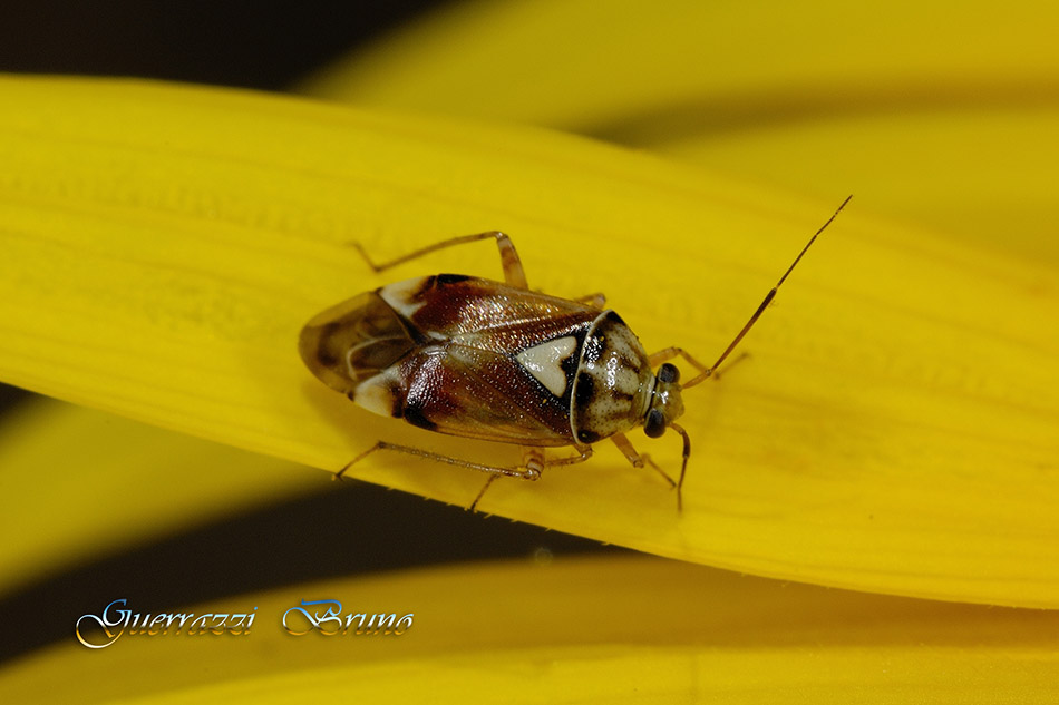 Miridae: Lygus pratensis della Toscana