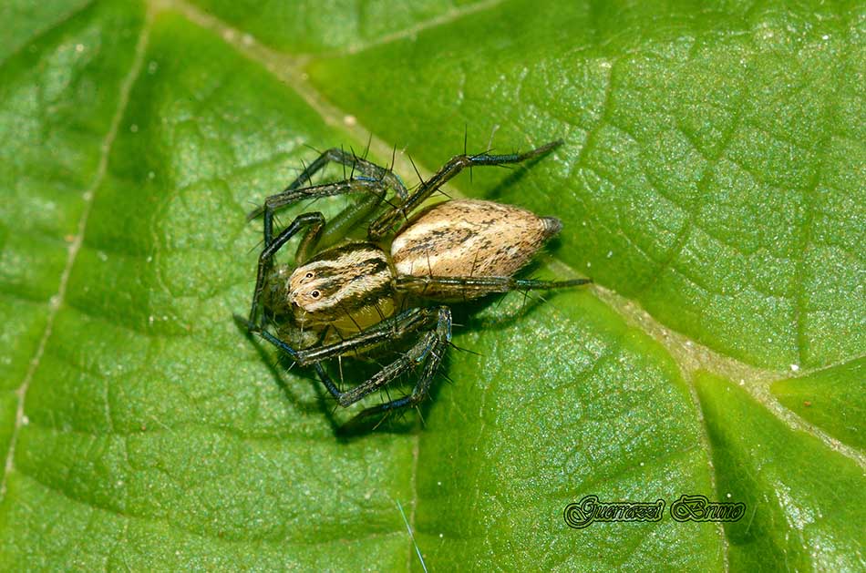 Oxyopes lineatus - Cascina (PI)