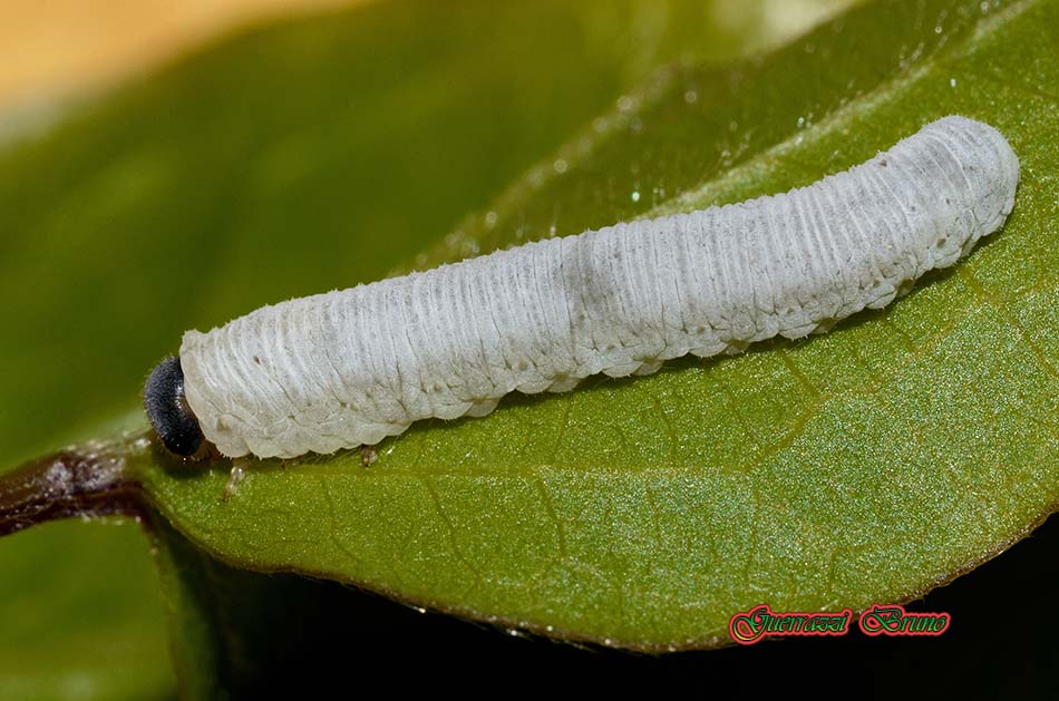 Larva di Tenthredinidae