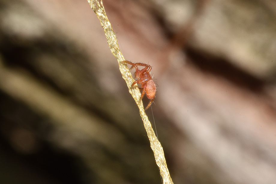 Uscita da ovisacco di Cyrtarachne ixoides