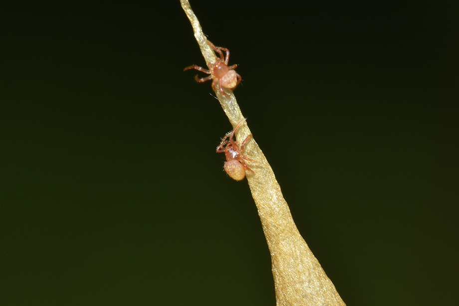 Uscita da ovisacco di Cyrtarachne ixoides