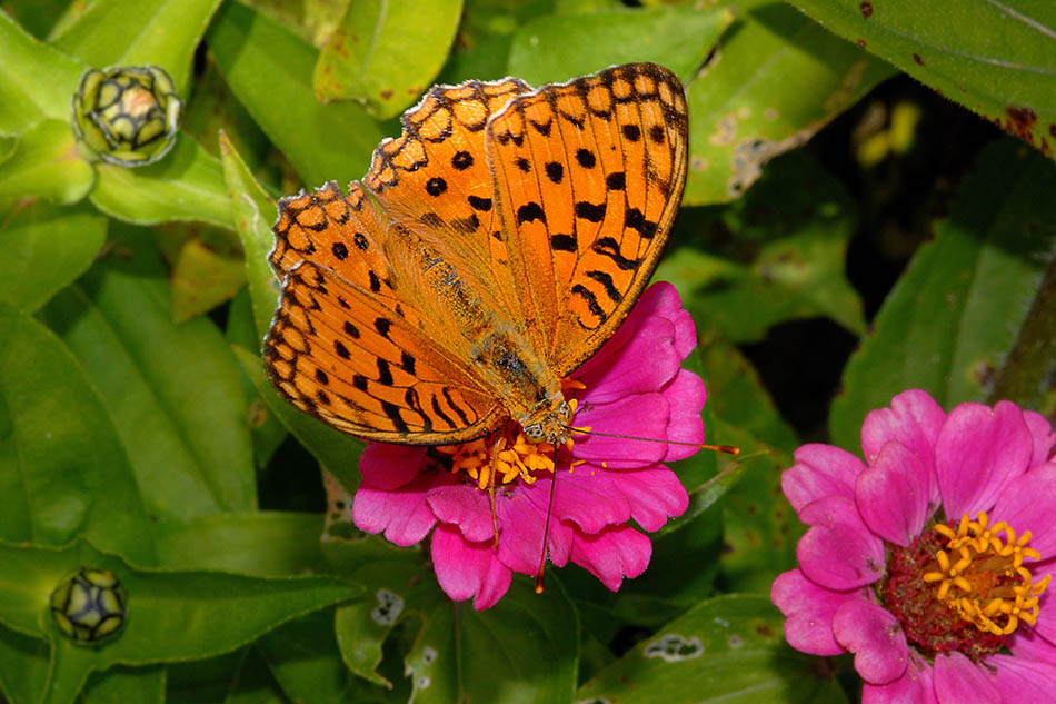 Argynnis adippe?