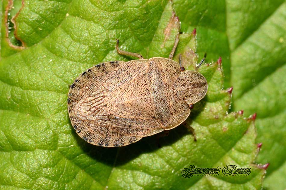 Pentatomidae: Sciocoris homalonotus della Toscana (PI)