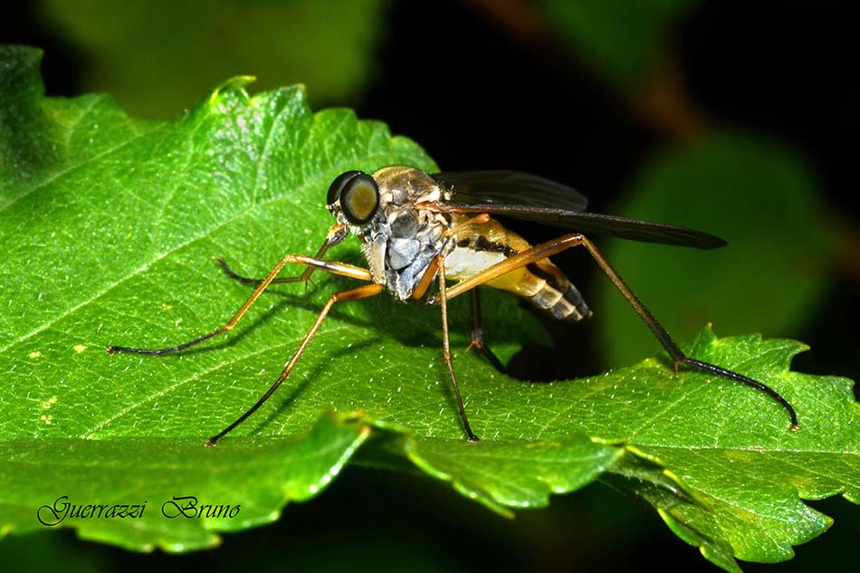 Identificazione dittero