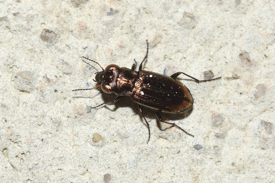 Notiophilus substriatus, Carabidae