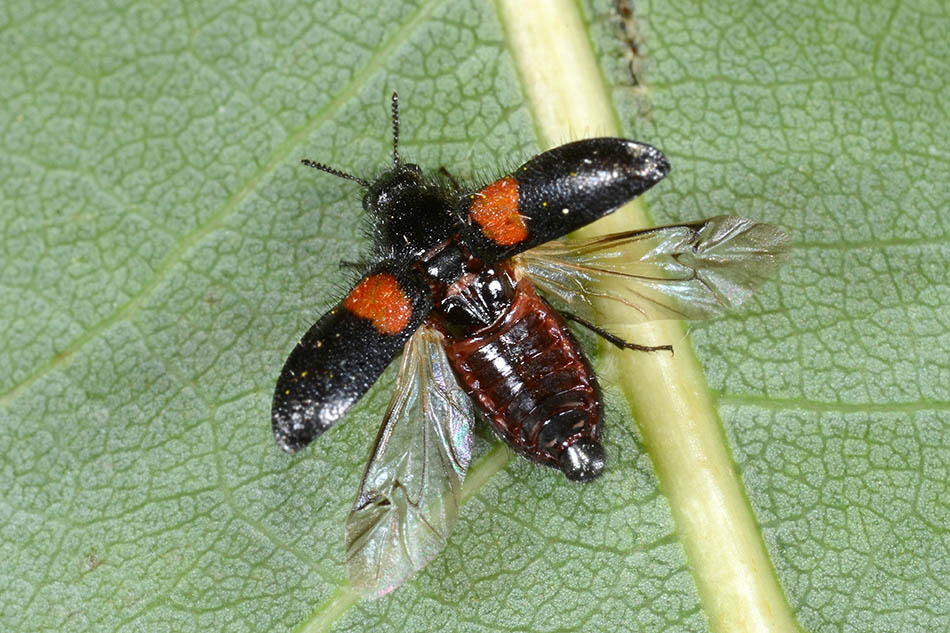Divales bipustulatus, Melyridae