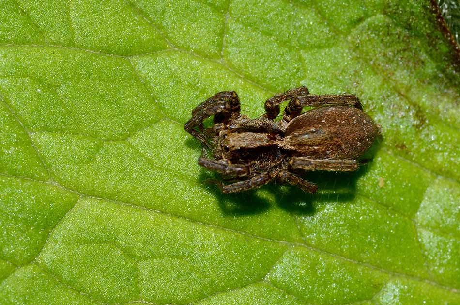 Alopecosa sp. rannicchiata su una foglia - Cascina (PI)