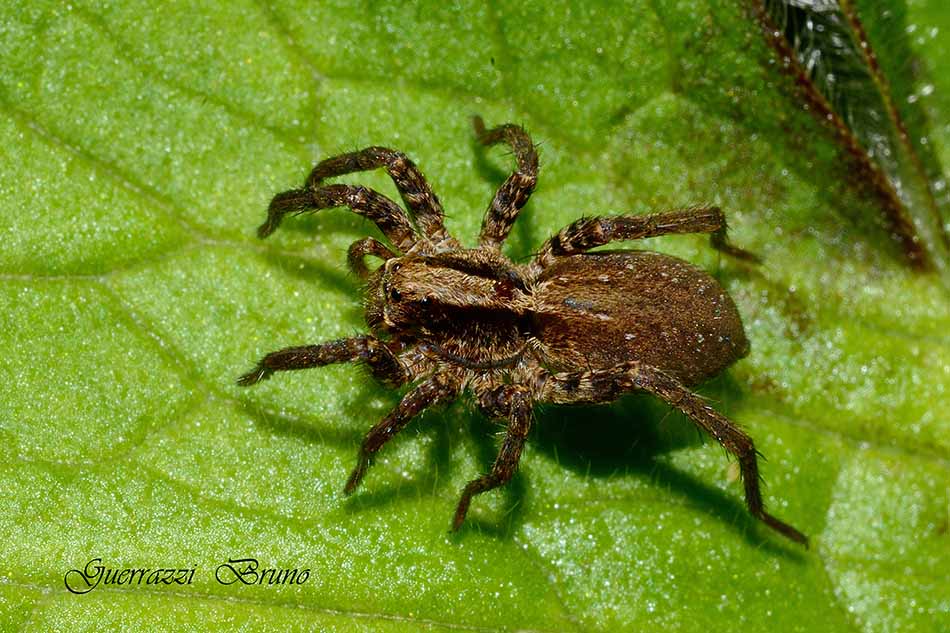 Alopecosa sp. rannicchiata su una foglia - Cascina (PI)