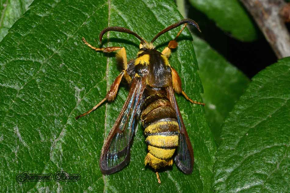 Identificazione falena