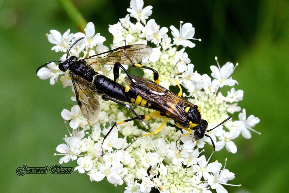 Identificazione imenottero