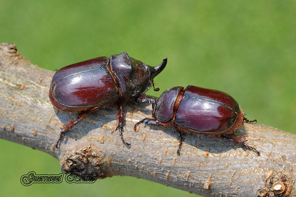 Oryctes nasicornis