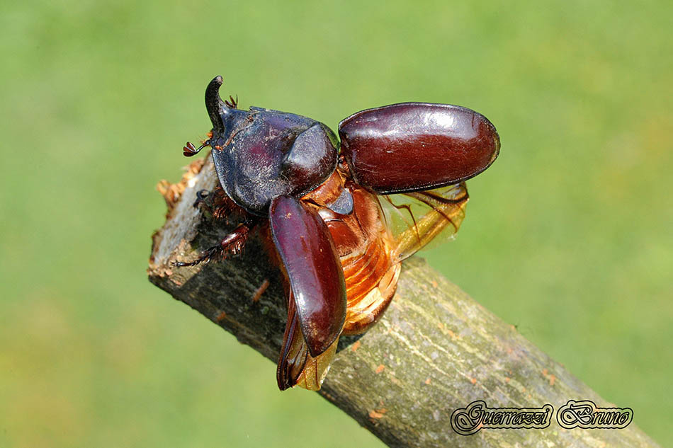 Oryctes nasicornis