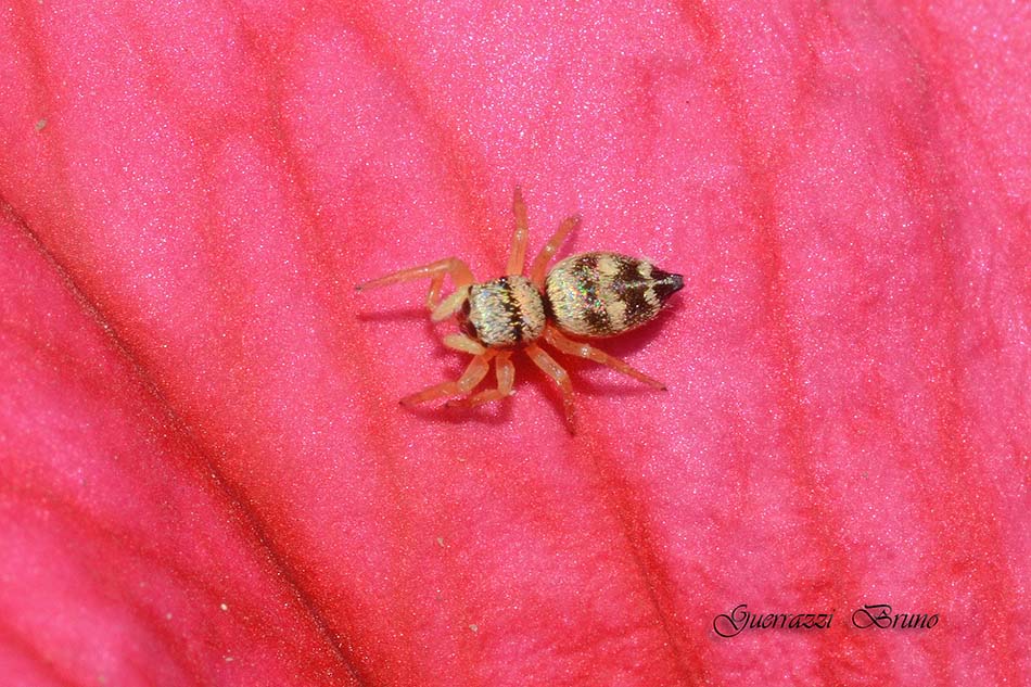 Heliophanus cf. apiatus - Cascina (PI)