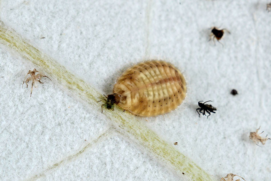 Identificazione larva (Coccinellidae) e parassita