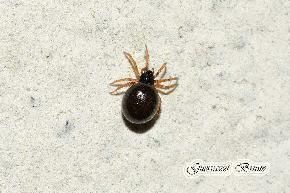 Theridiidae: cfr. Laseola sp. o Dipoena sp. - Cascina (PI)