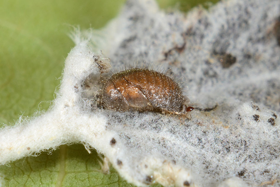 Identificazione larva (Coccinellidae) e parassita
