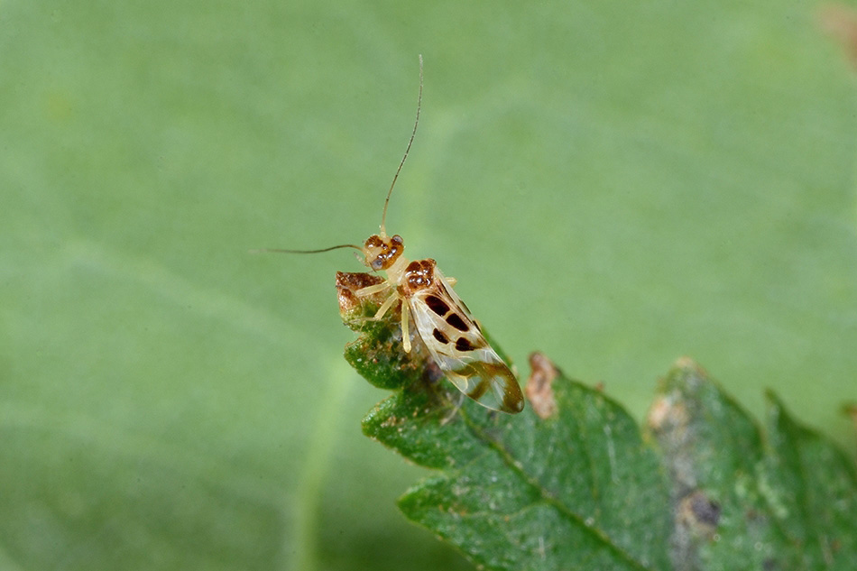 Psocottero: probabile Graphopsocus cruciatus