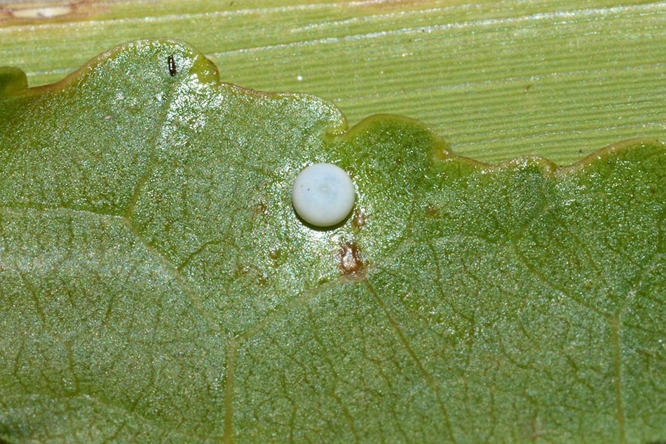 Identificazione uovo e bruco - Pterostoma palpina, Notodontidae