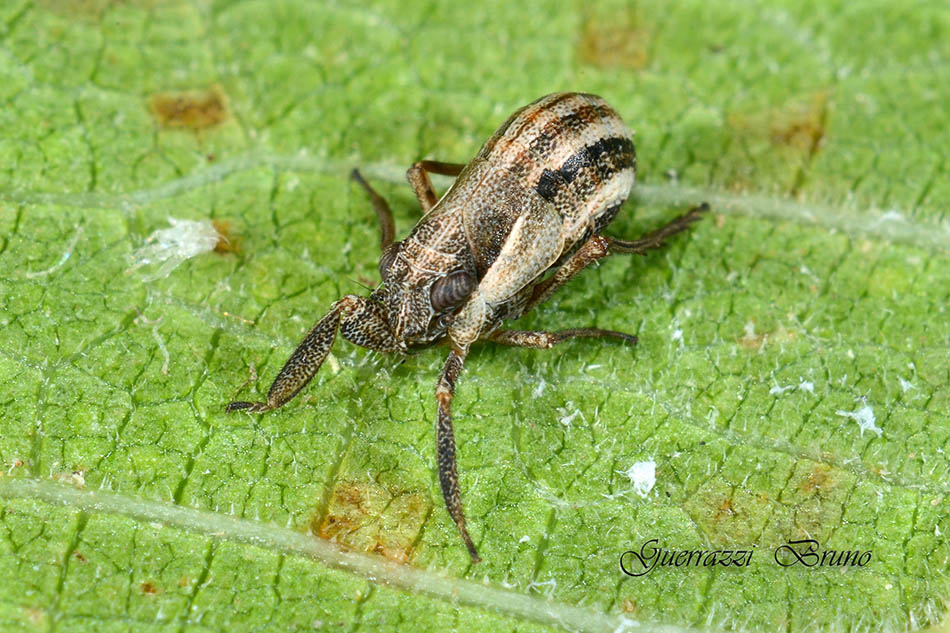 Caliscelidae: Caliscelis bonellii