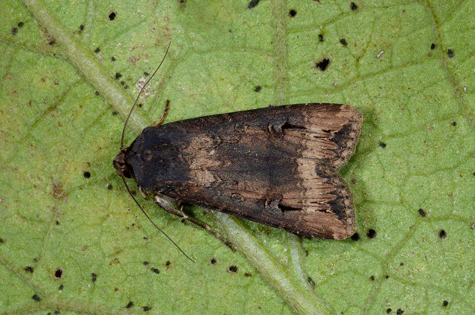 Identificazione falena - Agrotis ipsilon