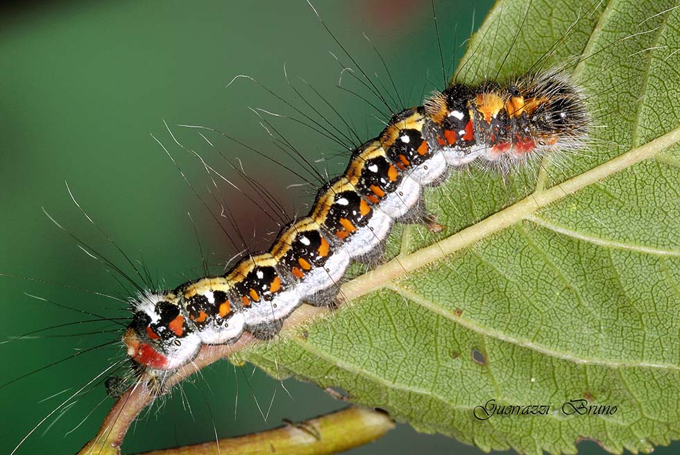 Acronicta tridens