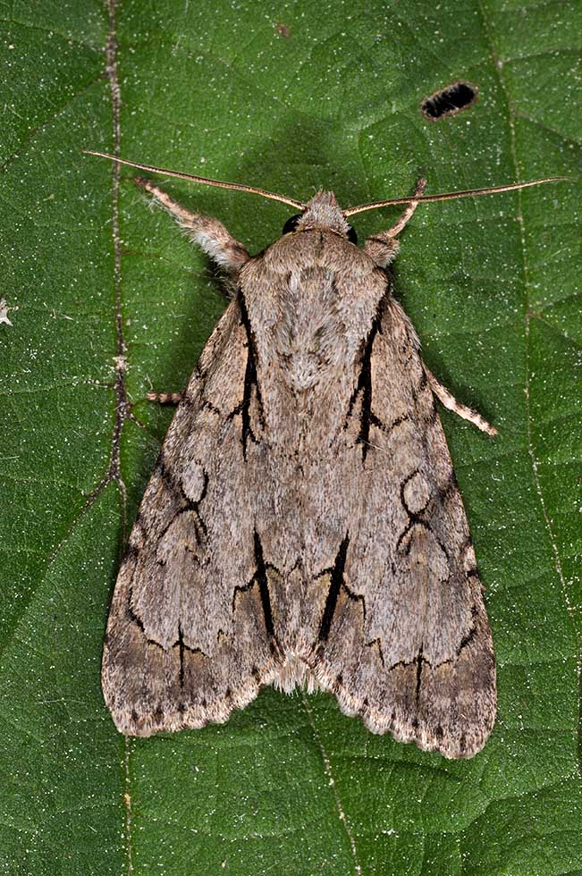 Acronicta tridens