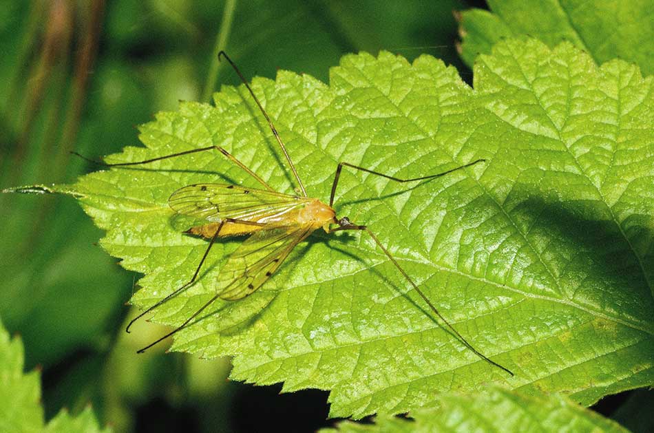 Identificazione dittero