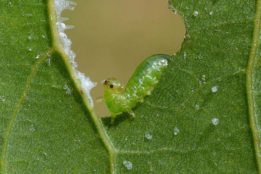 Larva di Tenthredinidae: Stauronematus platycerus