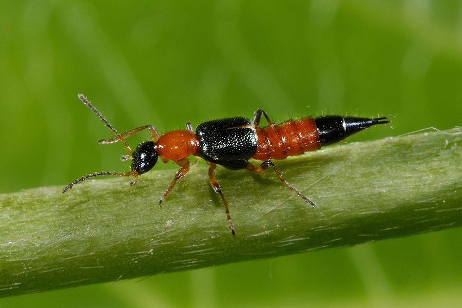 Paederus fuscipes (cf.)