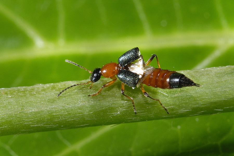 Paederus fuscipes (cf.)