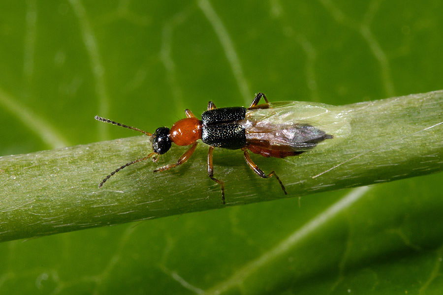 Paederus fuscipes (cf.)