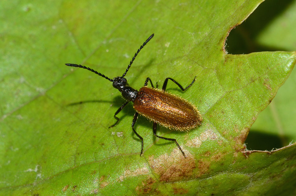 Identificazione coleottero - Lagria cf. hirta