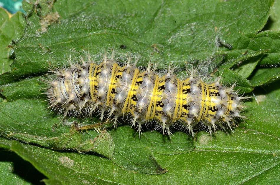 Bruco di Vanessa cardui?