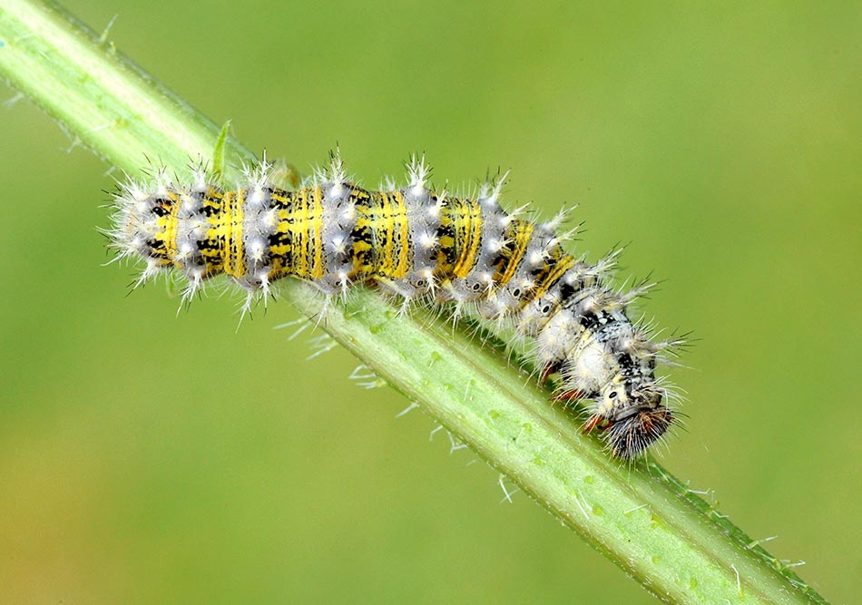 Bruco di Vanessa cardui?