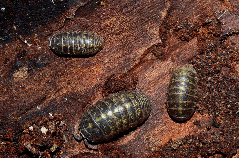 Armadillidium depressum