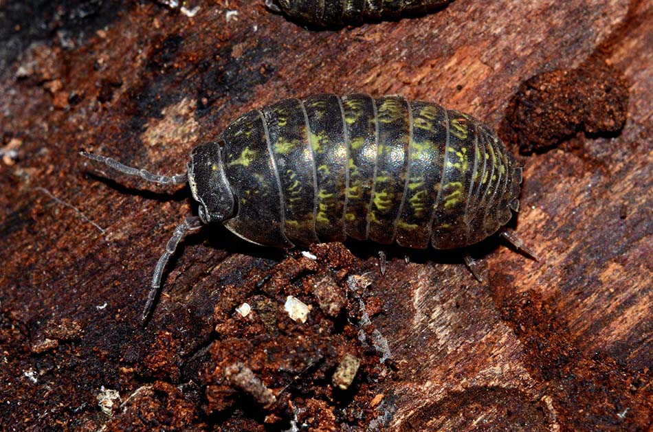 Armadillidium depressum