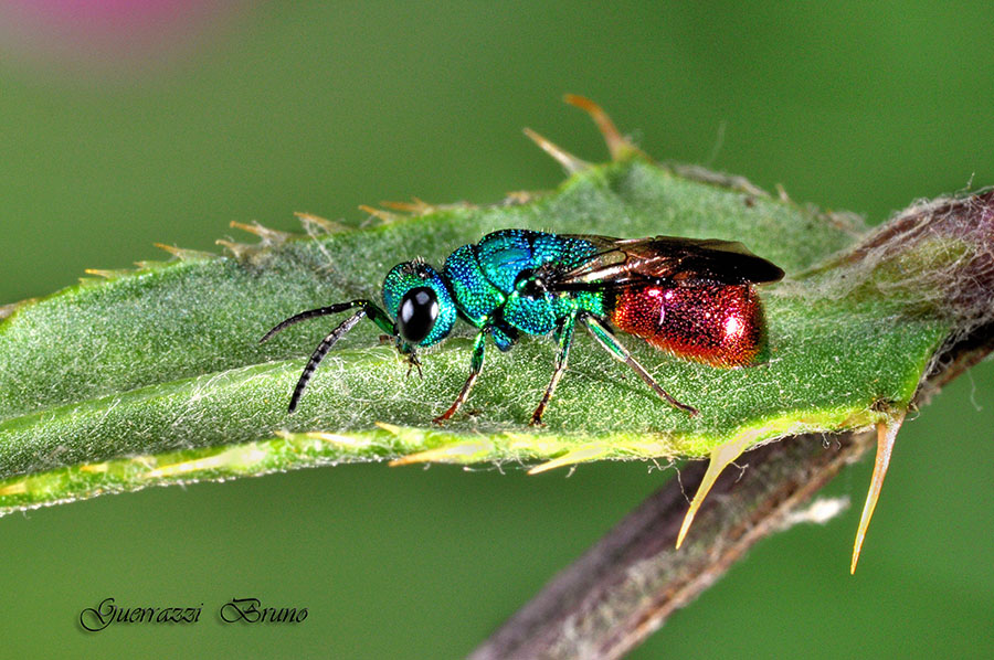 Philoctetes sculpticollis, Chrysididae