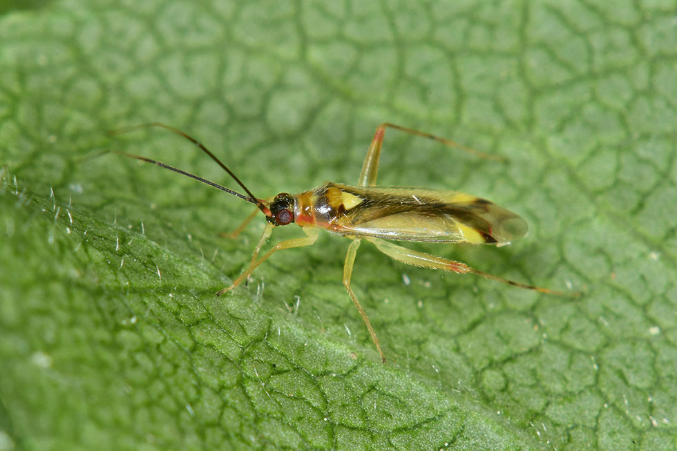 Miridae: ninfa di Campyloneura virgula