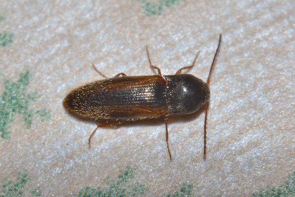 Adrastus cfr. rachifer  , Elateridae