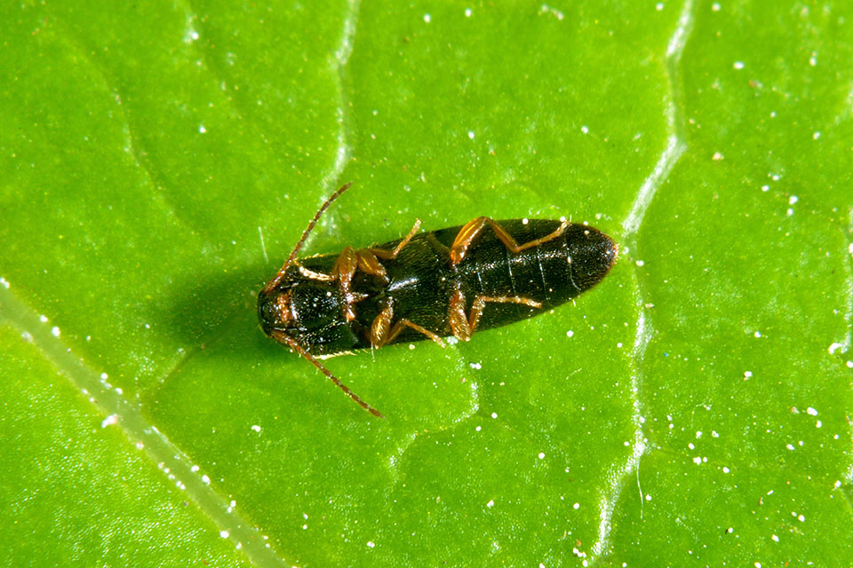 Adrastus cfr. rachifer  , Elateridae